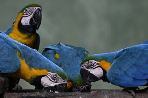 GettyImages-2206720208 macaws