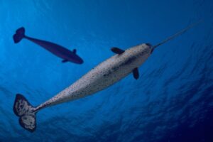 GettyImages-635826890 narwhal