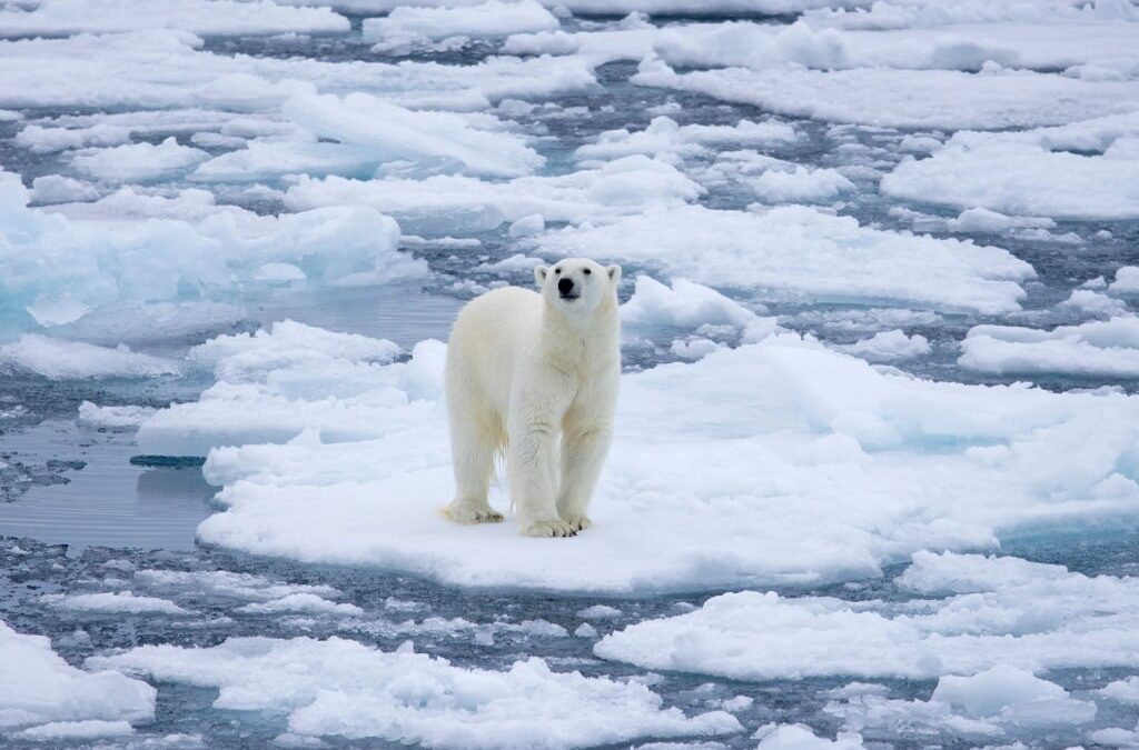 Polar Bears – The Largest Bear of Them All
