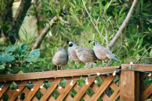 GettyImages-929051306 quails
