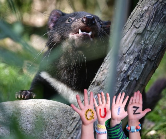 Tasmanian Devils – Catch One in a Looney Tunes Cartoon