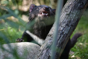 GettyImages-1600813005 Tasmanian Devils