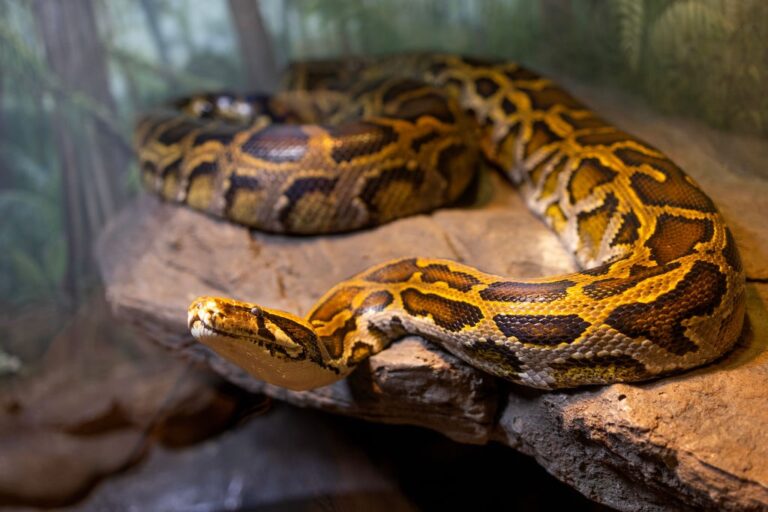 GettyImages-2028609050 Burmese Pythons