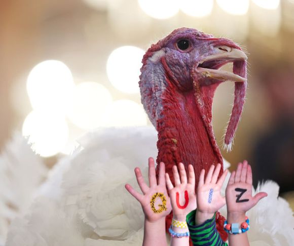 Gobbling Up Turkey on Thanksgiving Day