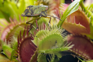 GettyImages- 1238367884 Venus Flytrap