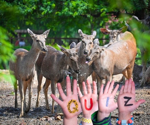 GettyImages-2218813624 deer