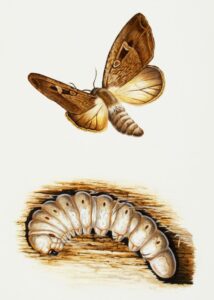 GettyImages-492780287 moths