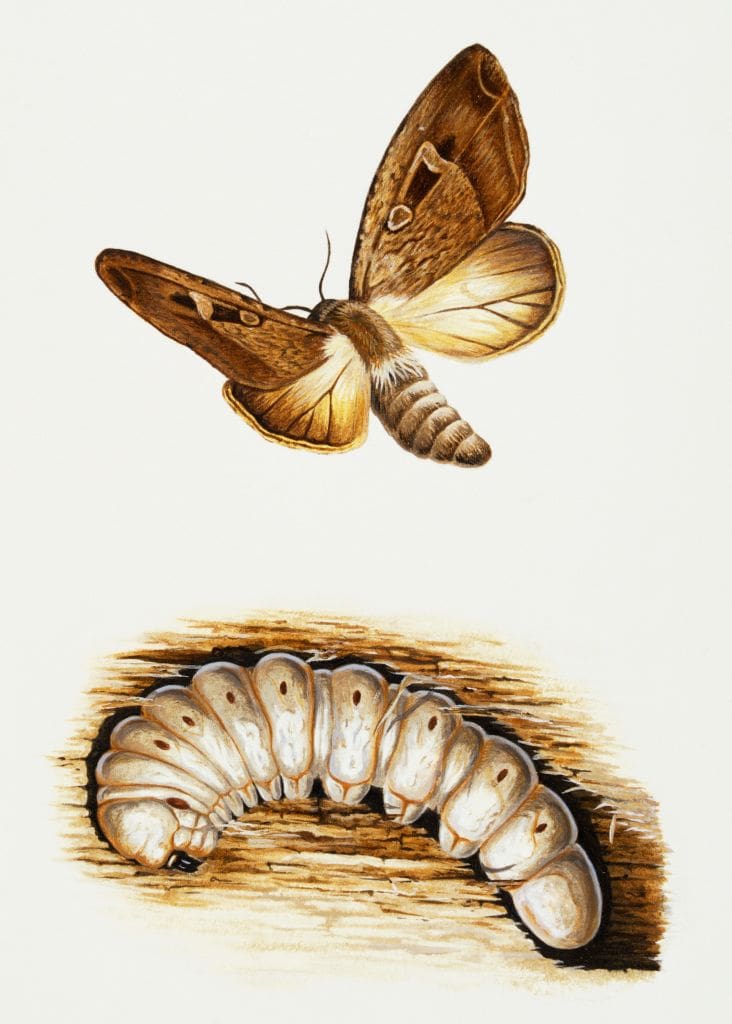 GettyImages-492780287 moths