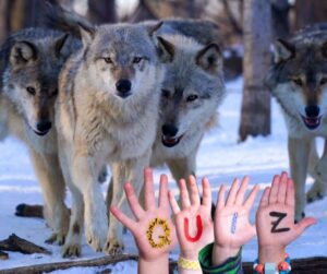 GettyImages-1409509733 wolves