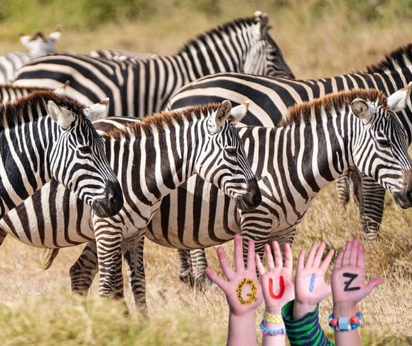 Zebras – Strong, Resilient, and Social Animals