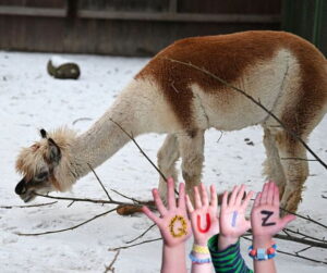 GettyImages-2254309065 Alpacas