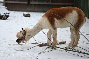 GettyImages-2254309065 Alpacas