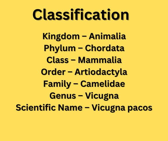 classification alpacas