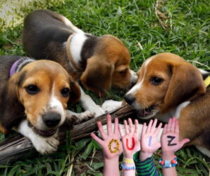 GettyImages-1242709404 beagles
