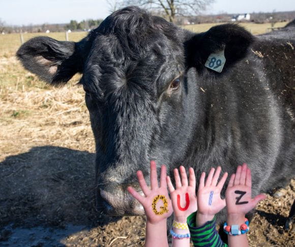 Cows – One of the Most Populous Large Mammals on the Planet