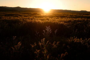 GettyImages-2266194203 plants
