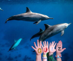 GettyImages-2186304657 dolphins