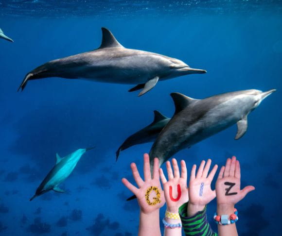 The Highly Intelligent Dolphins