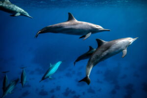 GettyImages-2186304657 dolphins