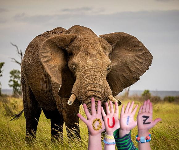 Earth’s Largest Living Land Animal – The Elephant