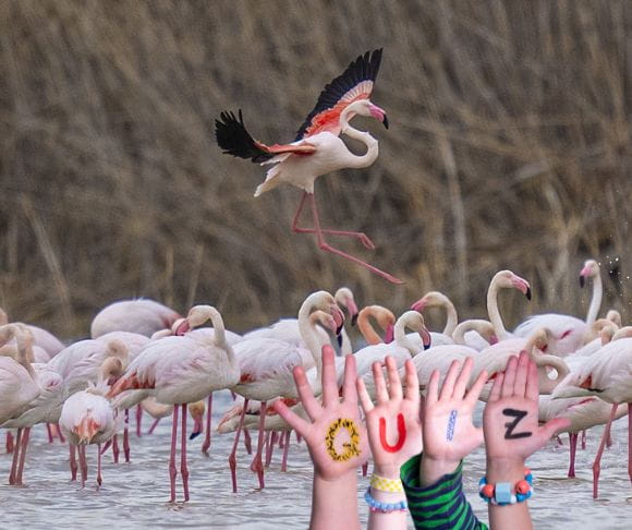 Flamingos – The Pink Birds That Stand on One Leg