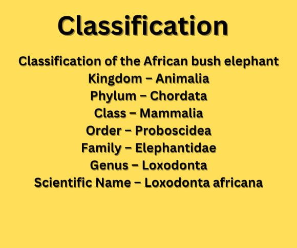 classification elephant 1 (1)