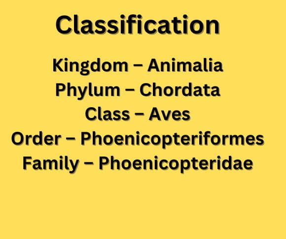 classification flamingos