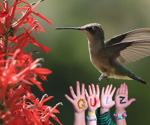 Itsy-Bitsy Hummingbirds