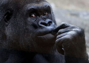 GettyImages-2271044586 gorillas