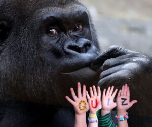 GettyImages-2271044586 gorillas