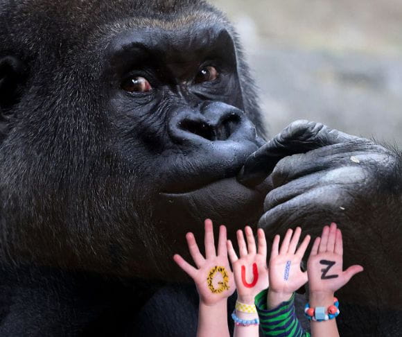 Gorillas – One of the Closest Living Relatives to Humans
