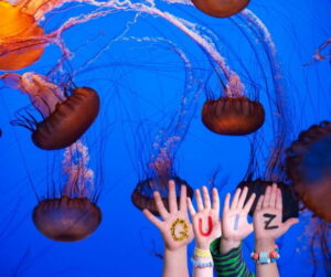 GettyImages-2139493864 jellyfish