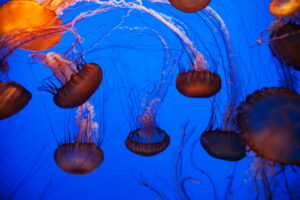 GettyImages-2139493864 jellyfish