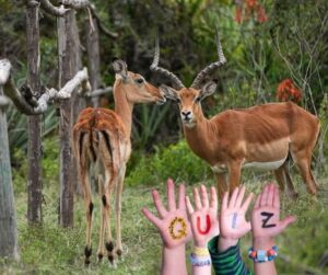 GettyImages-2231048581 impalas