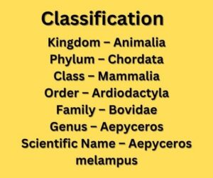 classification impalas