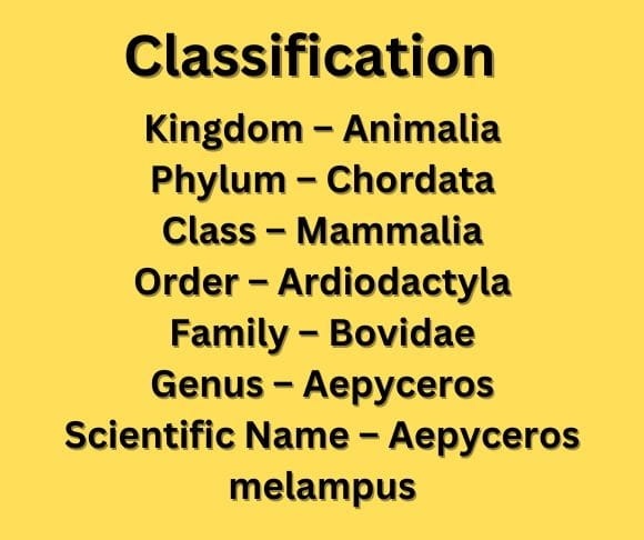 classification impalas