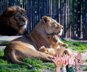 GettyImages-2264283574 lions