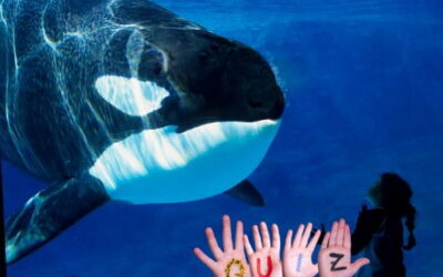 Killer Whales – The Largest Members of the Dolphin Family