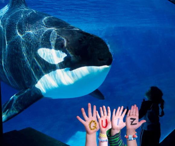 Killer Whales – The Largest Members of the Dolphin Family